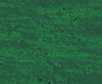 back0.gif